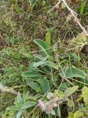Stachys germanica