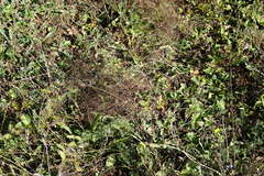 Galium tenuissimum