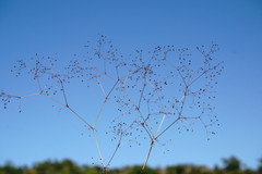 Galium tenuissimum