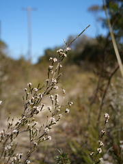 Micromyrtus ciliata