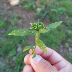 Asphondylia solidaginis gall