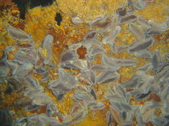 Pentacta doliolum
