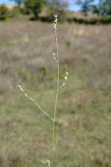 Bupleurum affine