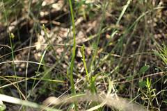Prasophyllum calcicola