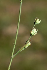 Bupleurum affine