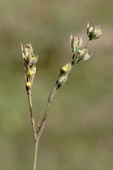 Bupleurum affine