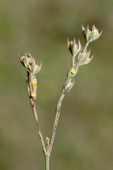 Bupleurum affine