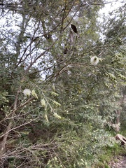 Melaleuca armillaris