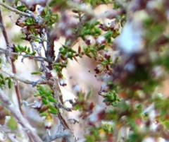 Erica rigidula