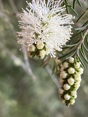 Melaleuca armillaris