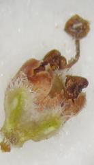 Erica rigidula
