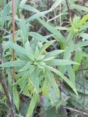 Asphondylia solidaginis