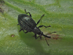 Ischnopterapion virens