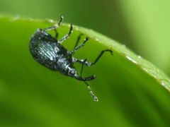 Ischnopterapion virens