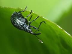 Ischnopterapion virens