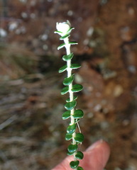 Pimelea nivea