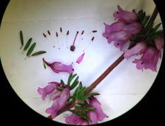 Erica intervallaris intervallaris