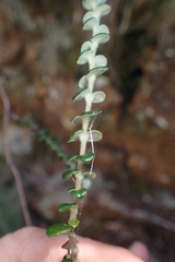 Pimelea nivea