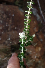 Pimelea nivea