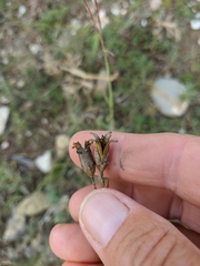 Dianthus marschallii