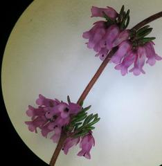 Erica intervallaris intervallaris