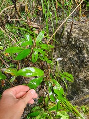 Brachyglottis laxifolia