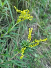 Asphondylia solidaginis