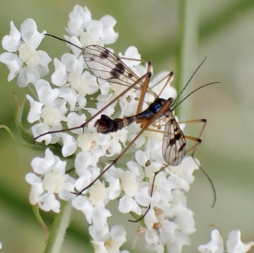 orange-marked cranefly, Streefkerk, Streefkerk, Zuid-Holland, NL, photo 6 of 10