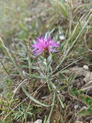 Centaurea caprina