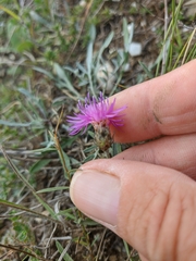 Centaurea caprina