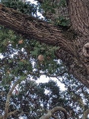 Andricus quercuscalifornicus