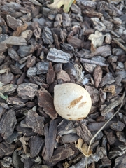 Andricus quercuscalifornicus