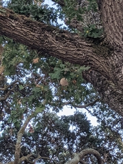 Andricus quercuscalifornicus