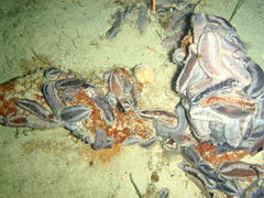 Pentacta doliolum