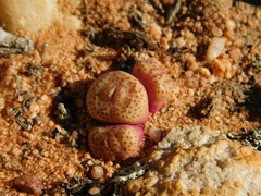 Conophytum truncatum