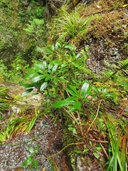 Brachyglottis laxifolia