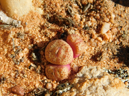 Image of Conophytum truncatum by (c) Rebecca Ryen-Stols, some rights reserved (CC BY-SA)
