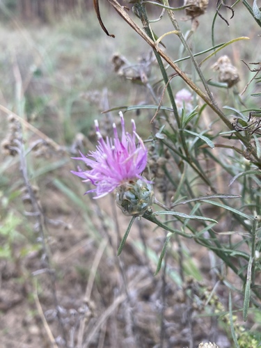 Donetsk Cornflower (Centaurea donetzica)
