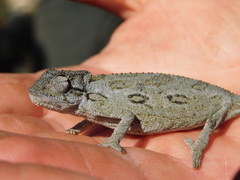 Bradypodion barbatulum