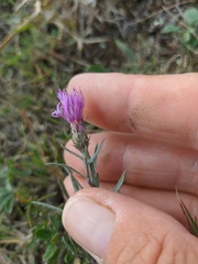 Centaurea caprina