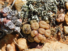 Conophytum truncatum