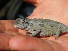 Bradypodion barbatulum