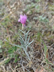 Centaurea caprina
