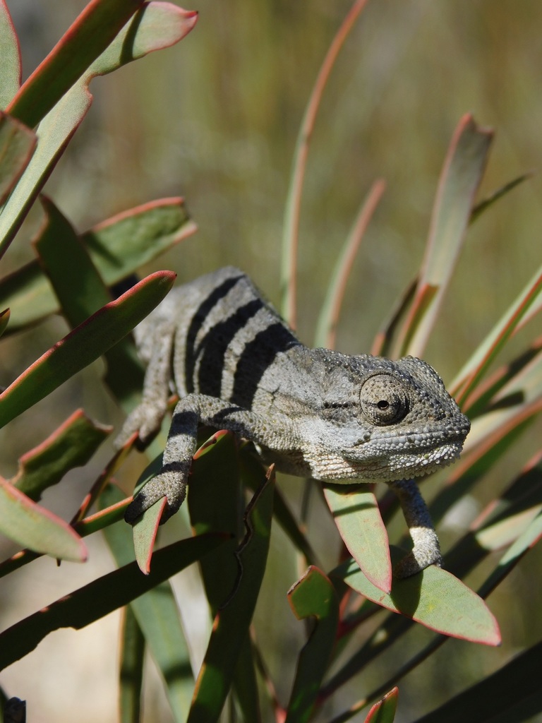 Beardless Dwarf Chameleon