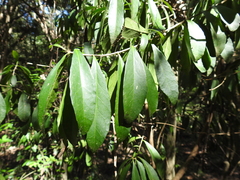 Symplocos harroldii