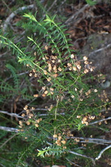 Veronica formosa