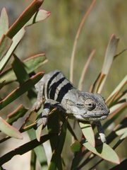 Bradypodion barbatulum