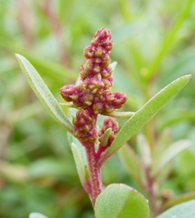 Atriplex paludosa paludosa