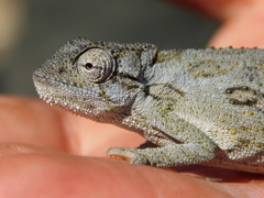 Bradypodion barbatulum