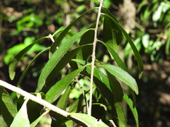 Symplocos harroldii